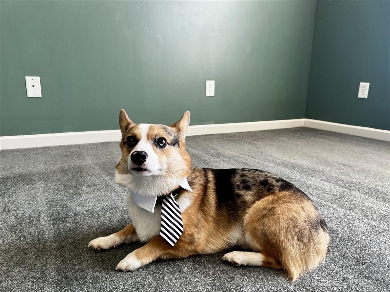 342 Turkey Run Dr - Photo 6 of 21