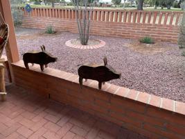 featured image of 257 E Los Rincones