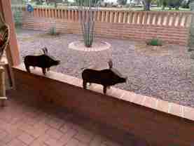 257 E Los Rincones - Photo 1 of 1