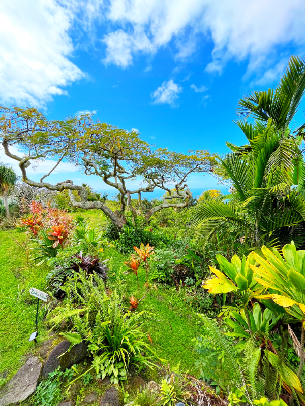81-6467 Hawaii Belt Rd #1 - Photo 2 of 19