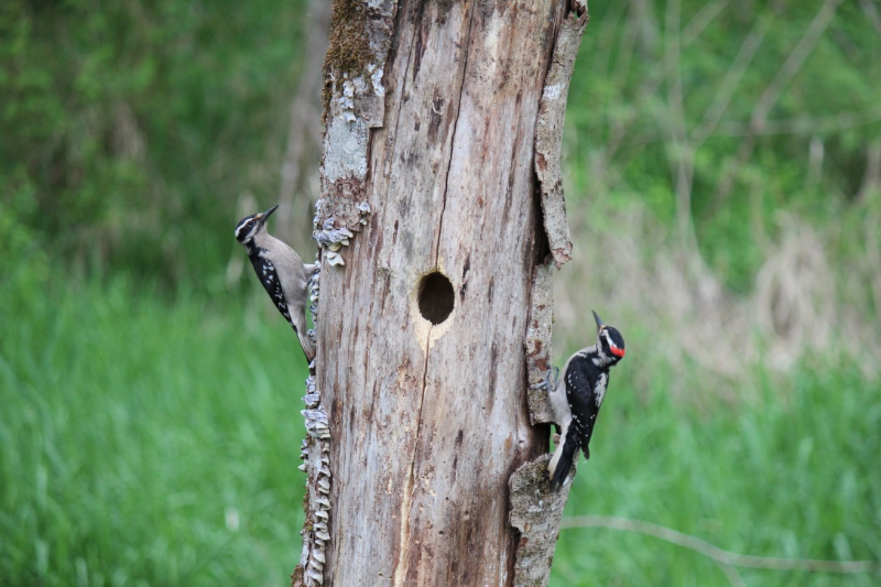 44902 179th Pl Se - Photo 6 of 8