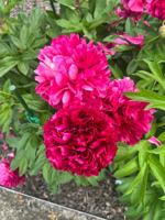 featured image of 4100 Mullan Rd #801