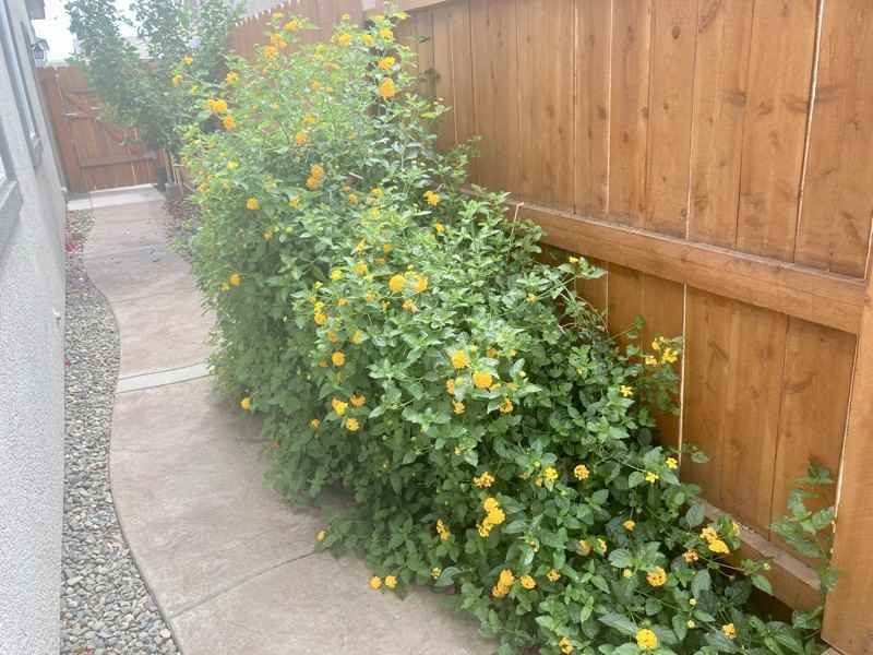 3213 Showcase Way - Photo 6 of 14