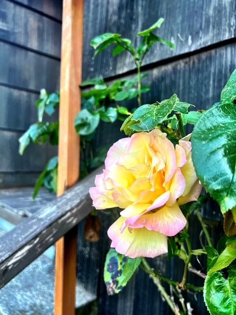 3106 Farragut St #1 - Photo 2 of 15