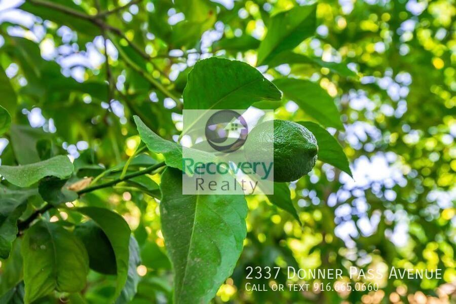 2337 Donner Pass Ave - Photo 3 of 45