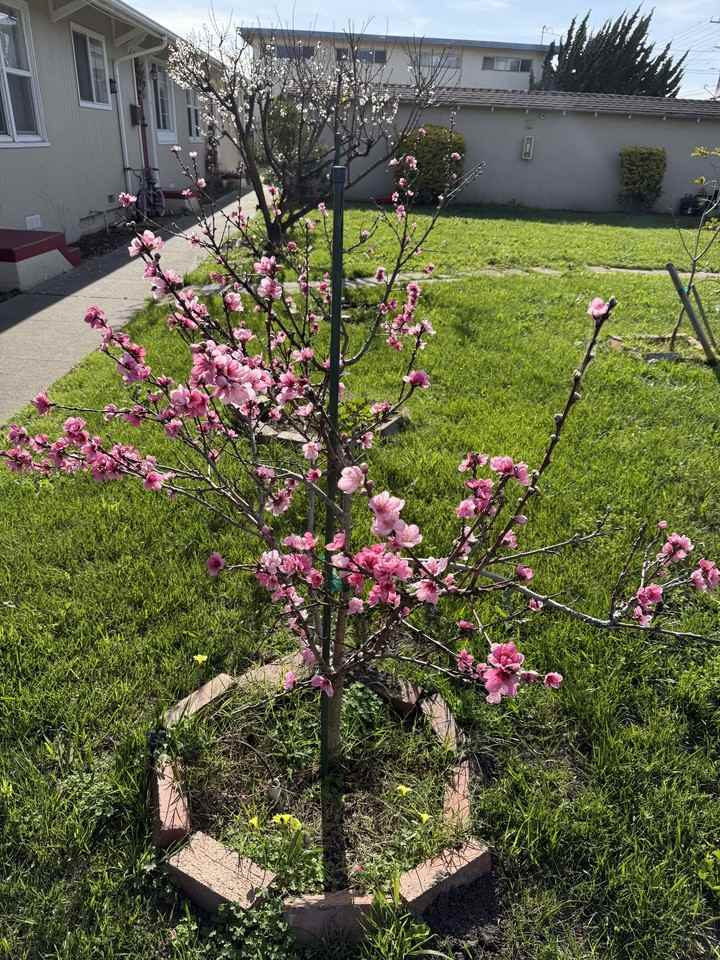 San Joaquin - Photo 6 of 8