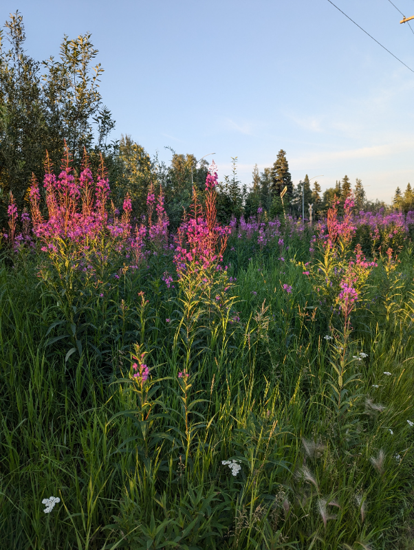 220 Baranof Ave #1 - Photo 6 of 15