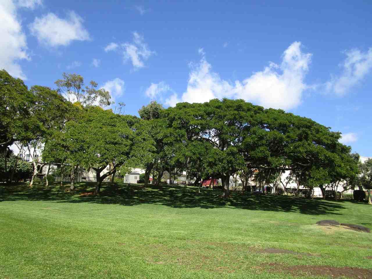 3138 Wailele St #1101 - Photo 4 of 44