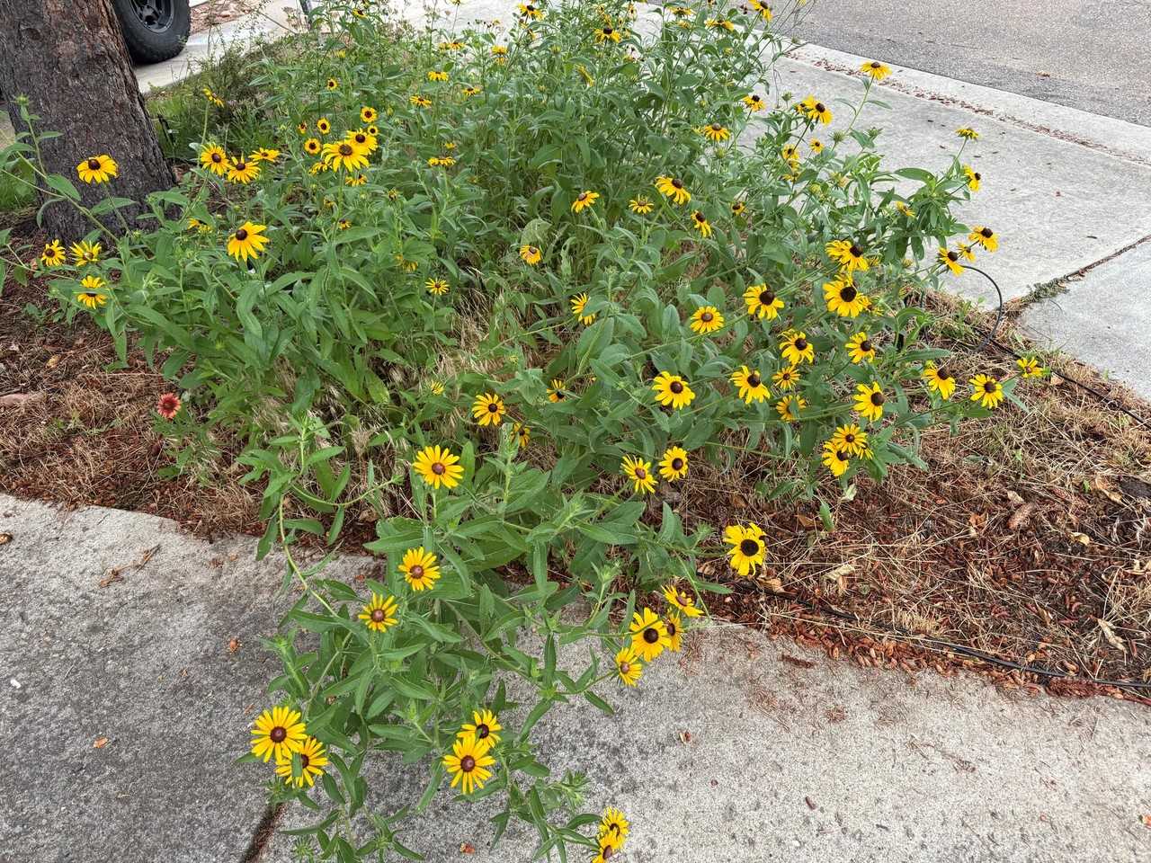 4602 Greenbriar Ct - Photo 3 of 20