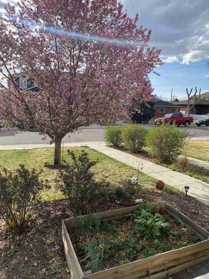 1532 Vrain St #NA - Photo 4 of 30