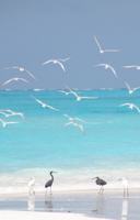 featured image of 55 Sea Park Blvd #214