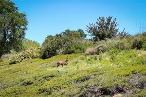 featured image of 85 Mira Mesa