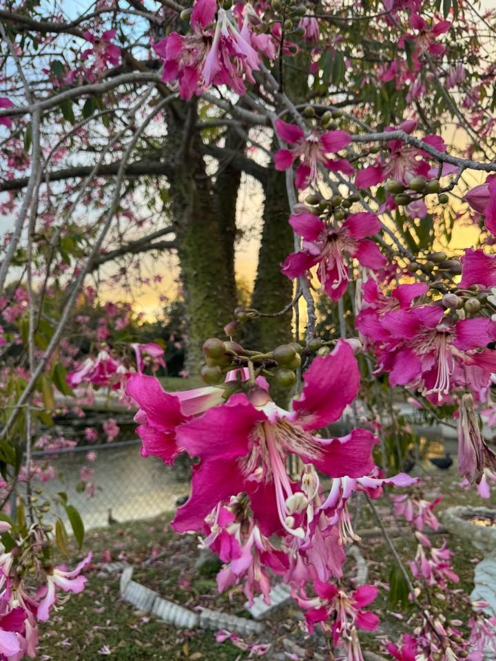 Bordeaux Blvd - Photo 3 of 13