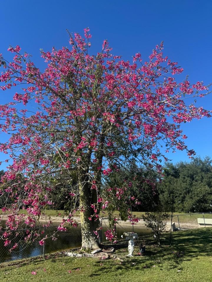 Bordeaux Blvd - Photo 5 of 13