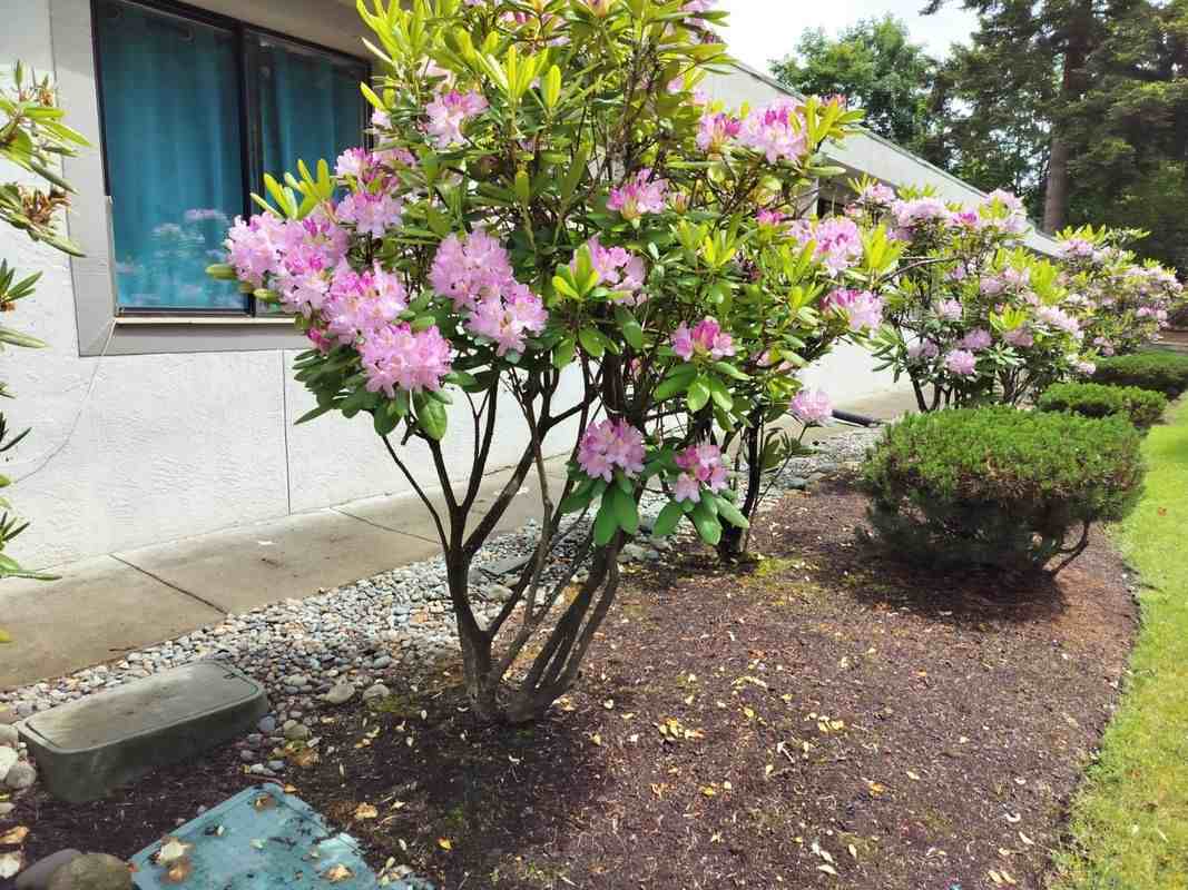 25426 97th Pl S - Photo 4 of 11