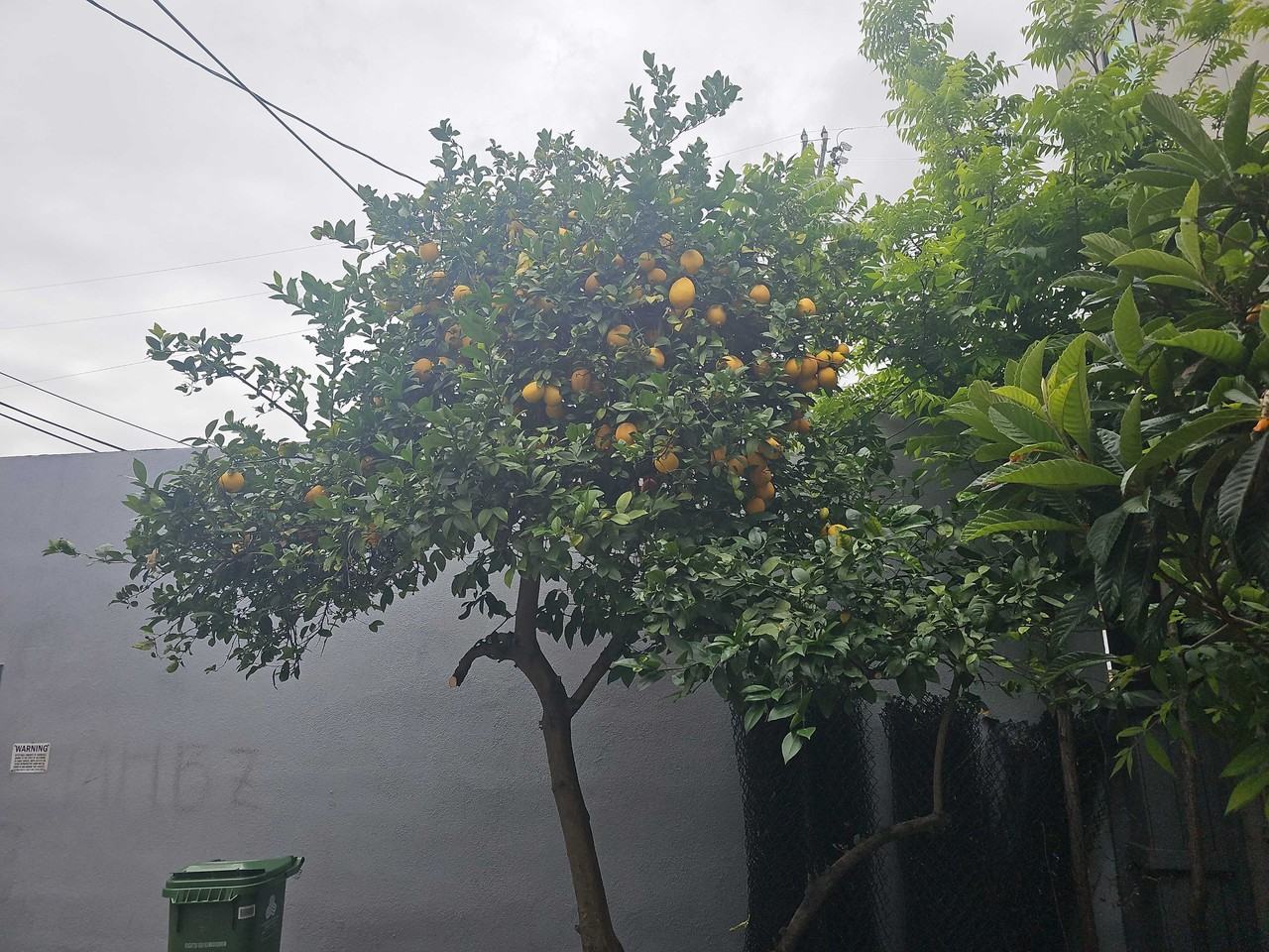 Laurel Canyon Blvd - Photo 6 of 45