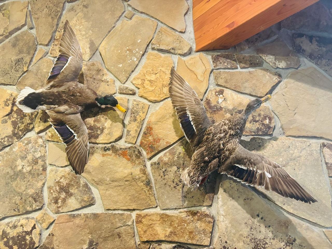 641 Sunburst Dr - Photo 3 of 24