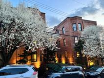 Sycamore - Photo 1 of 1