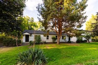 Catalpa - Photo 1 of 1