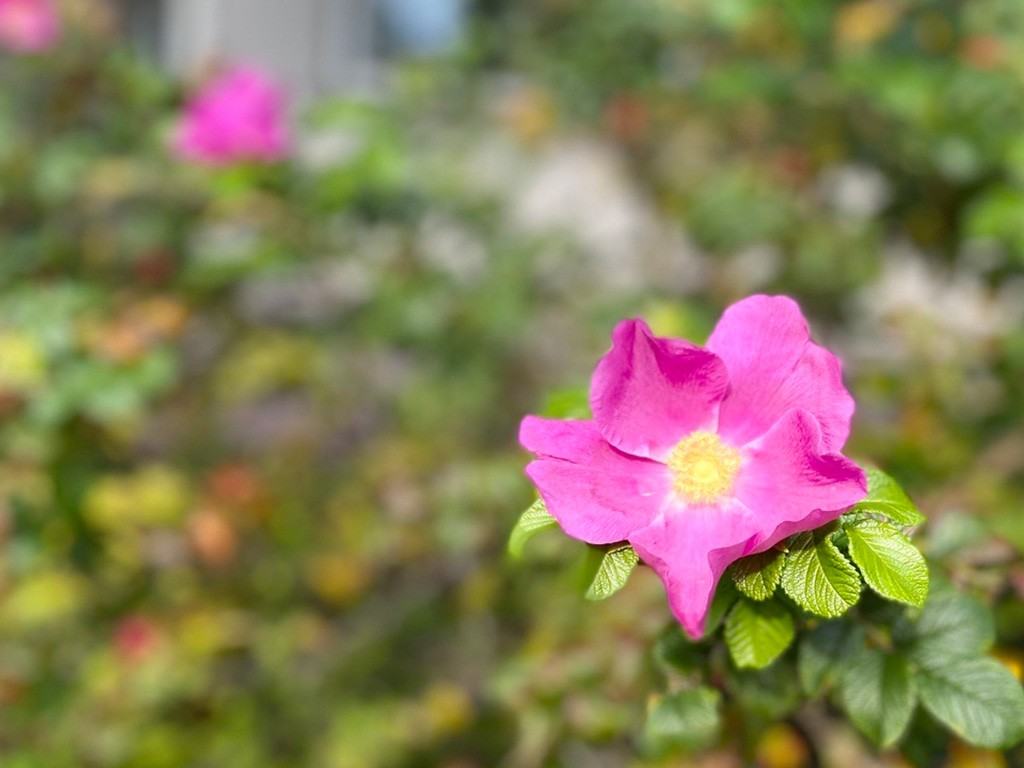 Cordova 6 E 12th Ave #A - Photo 3 of 34