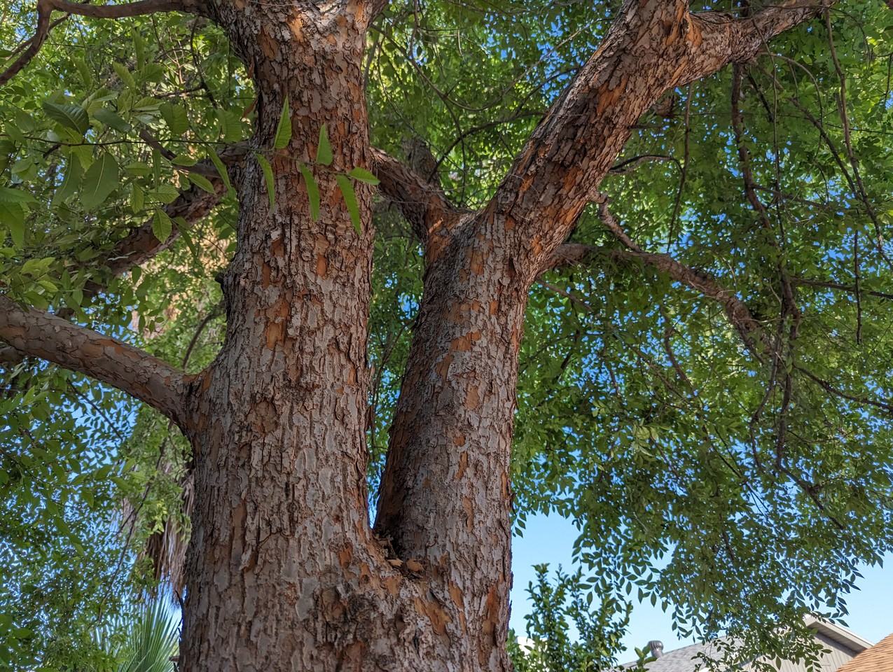 2035 E Cornell Dr - Photo 4 of 50