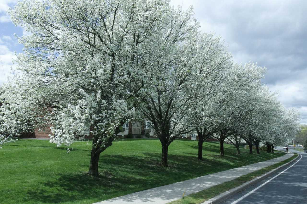 Stevens Manor Apartments - Photo 6 of 10