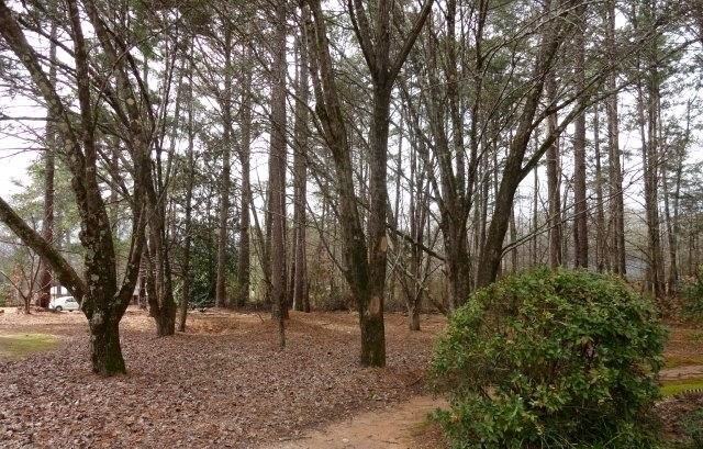 145 Forrest Ave - Photo 3 of 12