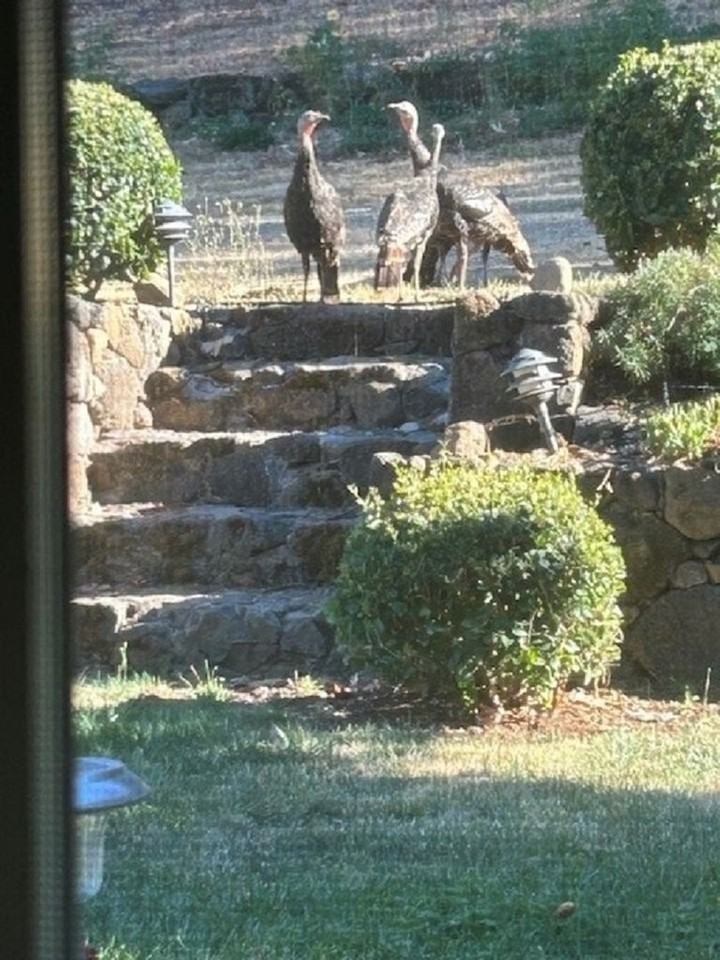 4011 Spring Mountain Rd - Photo 4 of 17