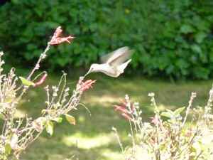 524 4th St - Photo 6 of 6