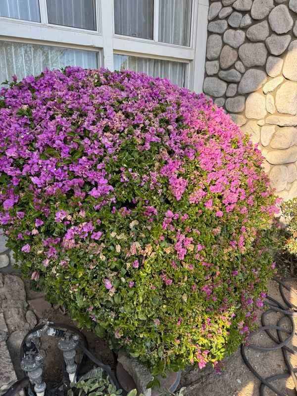 17249 Flanders St - Photo 3 of 39