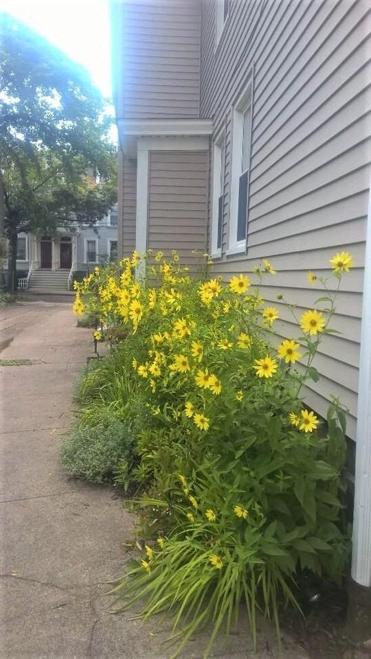 41 Pearl Street #1 - Photo 2 of 16