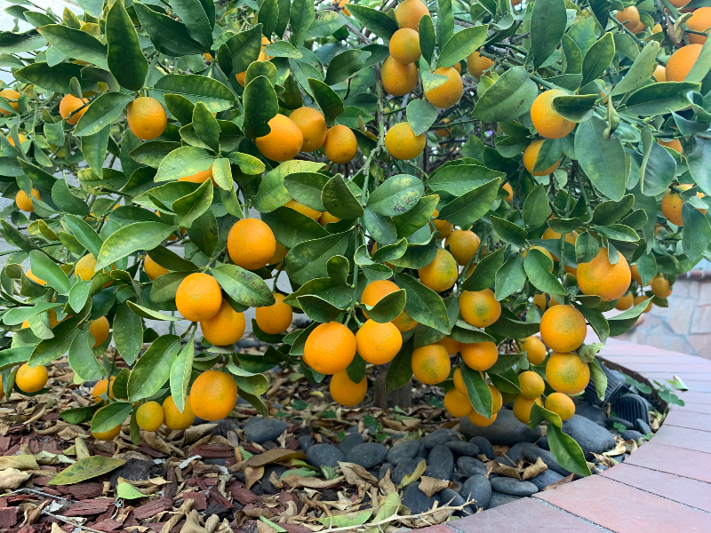 8923 Grandville Cir - Photo 3 of 13