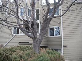 featured image of 3725 Birchwood Dr #23