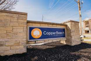 Copper Beech - Photo 1 of 1