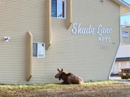 featured image of Shady Lane Apts - Soldotna #02