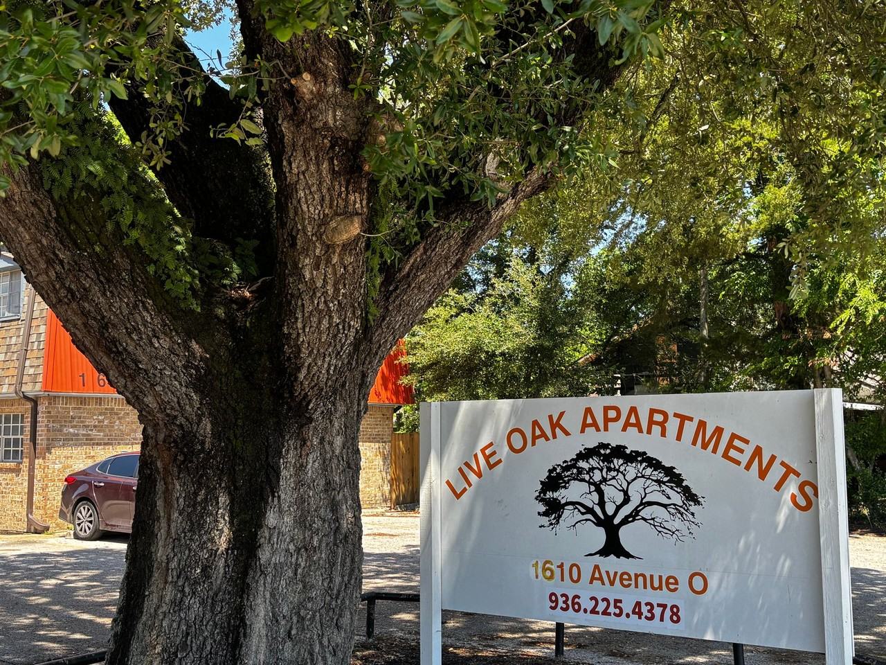 Live Oak - Photo 2 of 2
