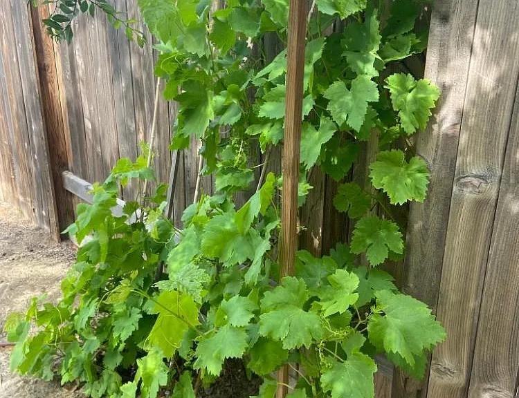 1917 Winesap Ct - Photo 6 of 23
