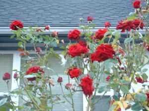 14311 35th Ave Ne - Photo 7 of 7
