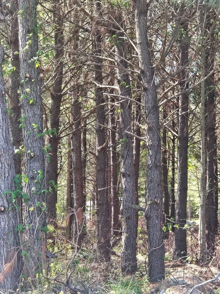 2550 Highway 746 - Photo 5 of 6