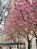 5th Ave & E 97th St #510 - Photo 1 of 1