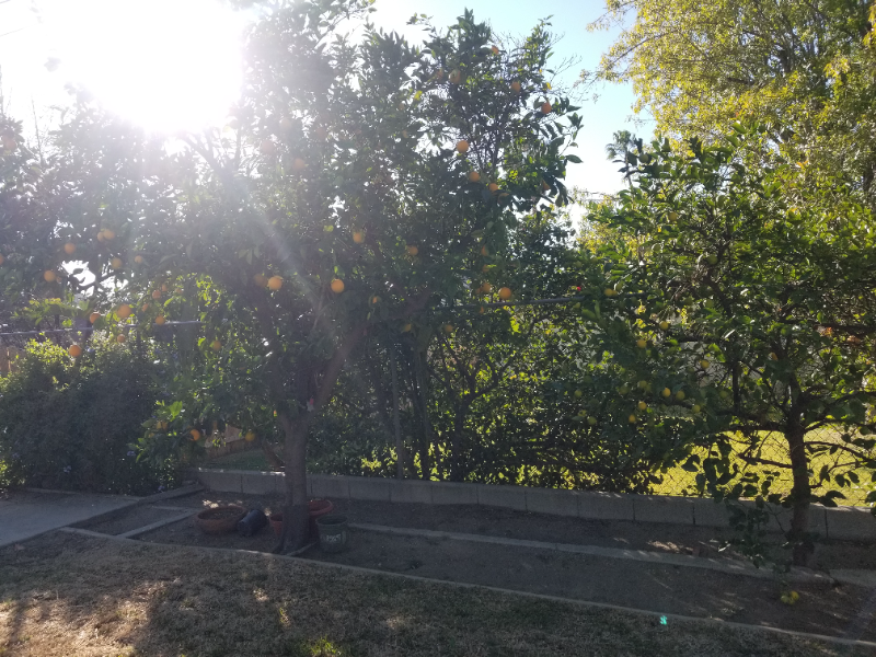 1565 Lassen St - Photo 3 of 13