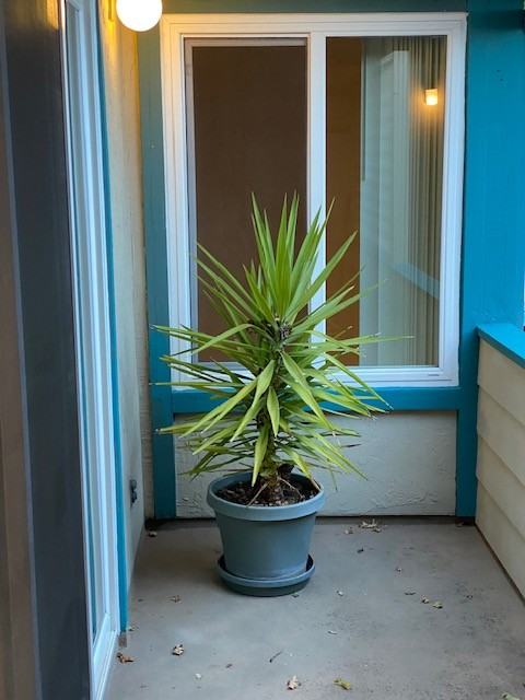 917 San Anselmo Ave #1 - Photo 5 of 13