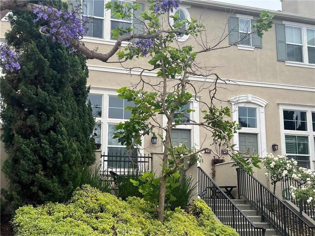 42 Fringe Tree