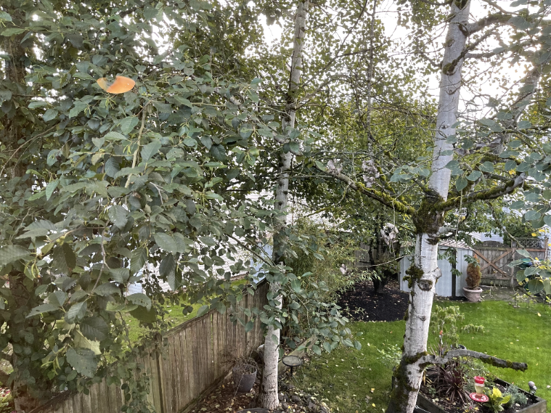5806 136th St Se - Photo 2 of 17