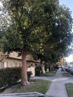 featured image of 518 N Anna Dr #530I