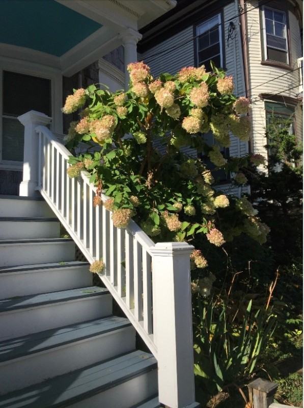 35 Boylston St - Photo 3 of 16