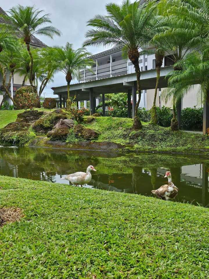 400 Hualani St - Photo 7 of 22