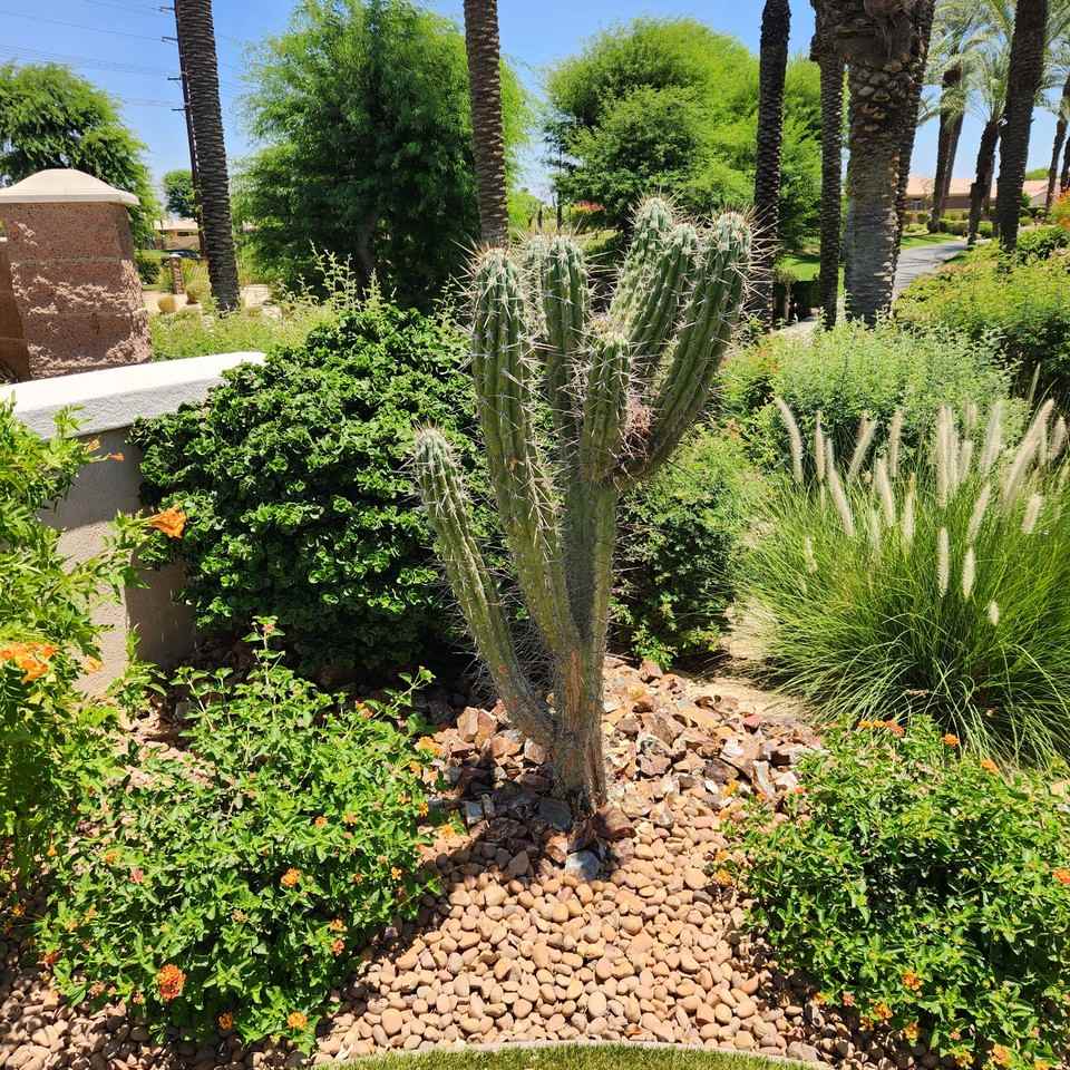 44010 Royal Troon Dr #NA - Photo 4 of 19