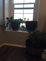 featured image of 17085 Gray Pine Pl