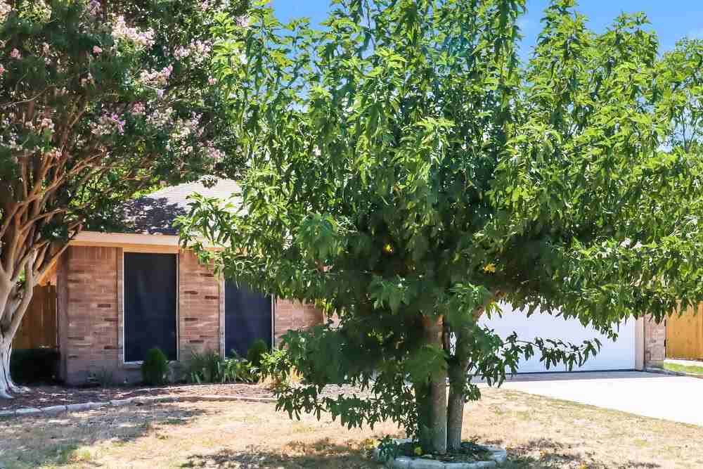 704 Mimosa Trl - Photo 3 of 16